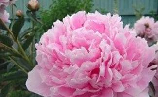 Великолепные пионы — фото цветов в саду и описание сортов