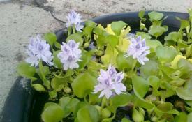 Эйхорния: выращивание, уход, описание, виды Растение водный гиацинт уход содержание