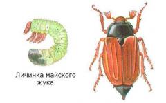 Вред от майского жука и способы борьбы с ним Средства от хруща