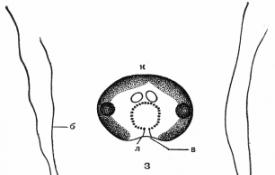Строение клетки цианобактерии рисунок