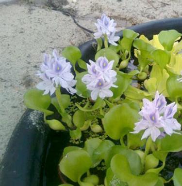 Эйхорния: выращивание, уход, описание, виды Растение водный гиацинт уход содержание