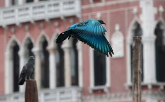 Цветные голуби на Венецианской биеннале