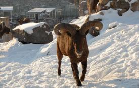 Историческая легенда — животное дикий бык тур Тур исчезнувшее животное